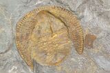 Orange Declivolithus Trilobite (Pos/Neg Split) Morocco #92484-4